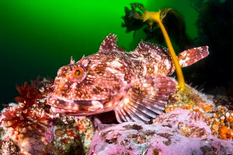 Cabezon fish Stock Photos
