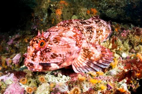 Cabezon fish Stock Photos