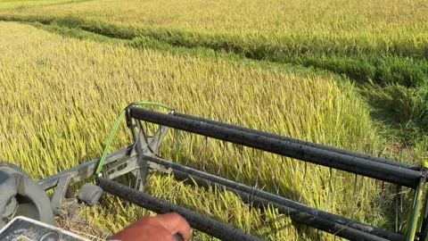Cabin interior view shows the header capturing rice stems during harvesting. Far Stock Footage 340150146