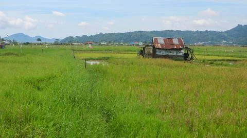 Cabin in the middle of the rice fields surrounded by hills Stock Photos