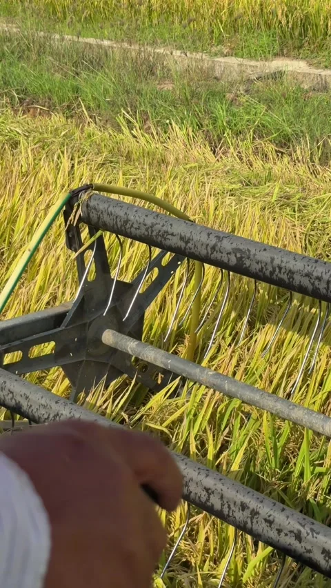 Cabin perspective shows the header capturing rice plants ahead while moving stea Stock Footage 338000863