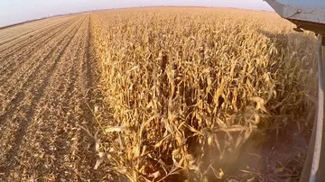 Cabin view of combine-harvester working in corn field. Harvest of maize. Sunny f Stock Footage 85767877