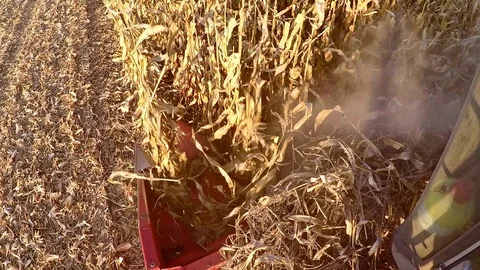 Cabin view of combine-harvester working in corn field. Harvest of maize. Sunny f Stock Footage 85768417