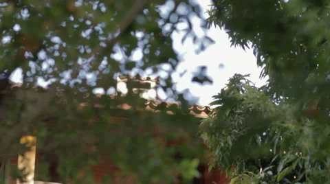 Cabin in the Woods Stock Footage 27539905