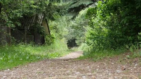 A Cabin in the Woods Stock Footage 71156119