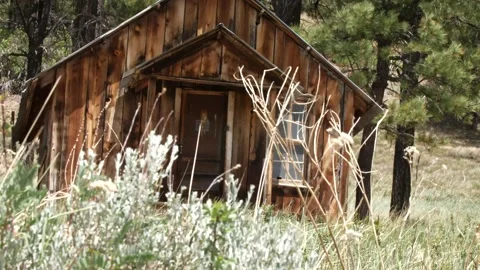 Cabin in the woods Stock Footage 132617304