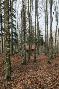 Cabin   in   the   woods   surrounded   by   trees Foto stock