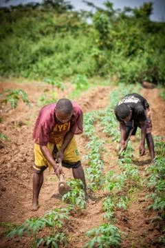 CABINDA/ANGOLA - 09 JUN 2010 - Rural farmers to till land in Cabinda. Angola, Stock Photos