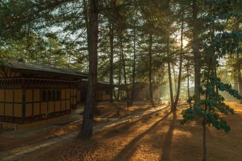 Cabins in a pine-tree forest in the Paro Valley in Bhutan Stockfoto's
