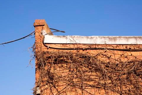 Cable and Dry Creeper on Side of Red Brick Building Stock Photos