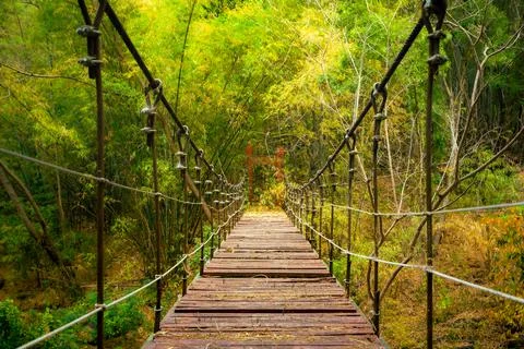Cable bridge to the greenery forest. Stock Photos