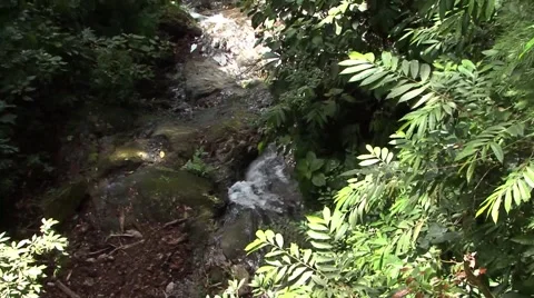 Cable car above forest stream Video stock 52970886