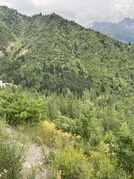 Cable car ascending mountain through lush green forest Stock Photos