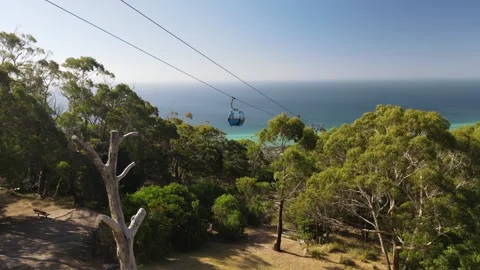 Cable car over eucalyptus forest Stock Footage 336007521