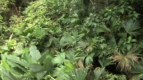 Cable car over the jungle Stock Footage 52970908