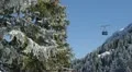 Cable Car Passing Beautiful Snowed Conifer Forest Hoarfrost Fir Trees Landscape HD Footage