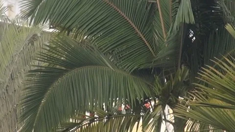 Cable car passing by within trees Vídeos de archivo 103618828