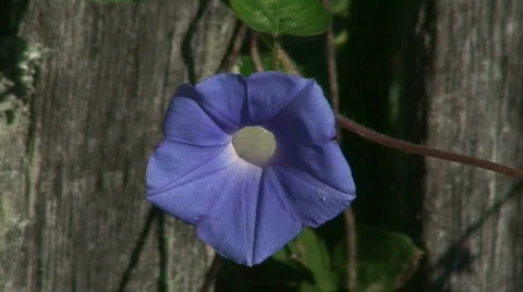 Cable Mill area 7 Stock Footage 710820