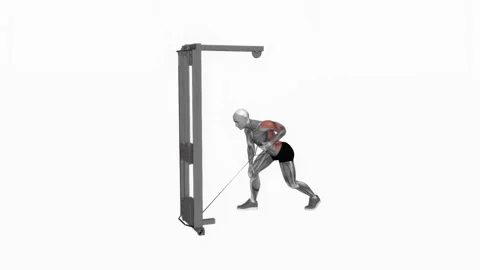 Cable One Arm Bent over Row fitness exercise workout animation male muscle highl Vidéo 243983354