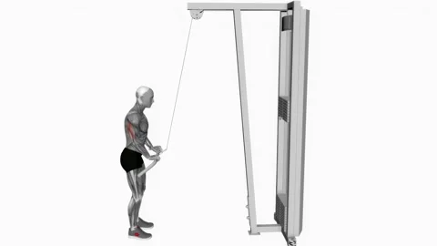 Cable Pushdown exercise fitness workout animation male muscle highlight 動画素材 227560125