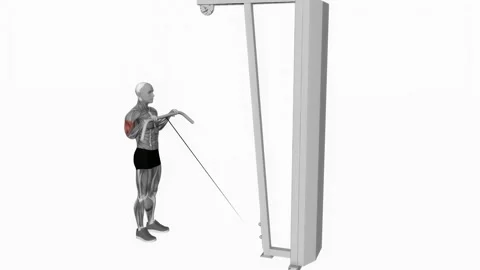 Cable reverse curl fitness exercise workout animation male muscle highlight 4K 動画素材 243985020