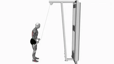 Cable reverse grip pushdown exercise fitness workout animation male muscle Vidéo 227560154