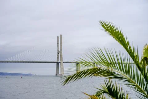 Cable stayed bridge with palm foreground Stock Photos