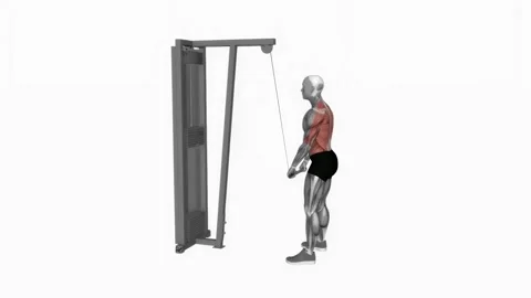 Cable Straight Arm Pulldown fitness exercise workout animation male muscle highl Видео 243983456