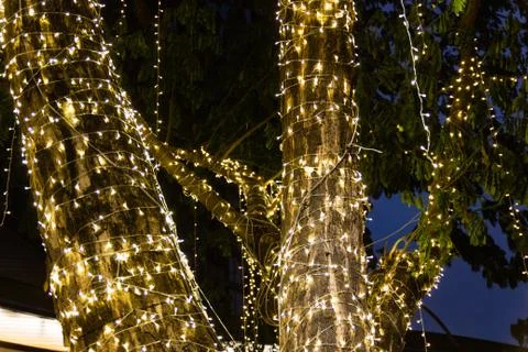 Cable of string led lights on tree in the garden at night time 스톡 사진