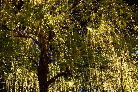 Cable of string led lights on tree in the garden at night time used 스톡 사진