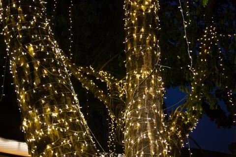 Cable of string led lights on tree in the garden at night time Photos