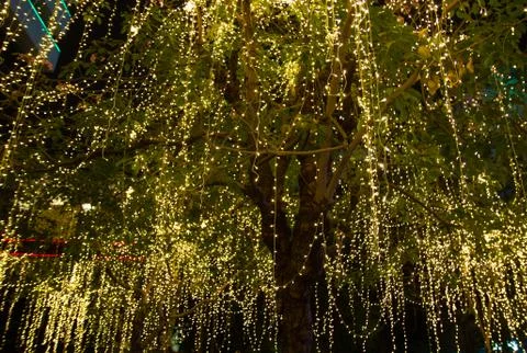 Cable of string led lights on tree in the garden at night time Photos