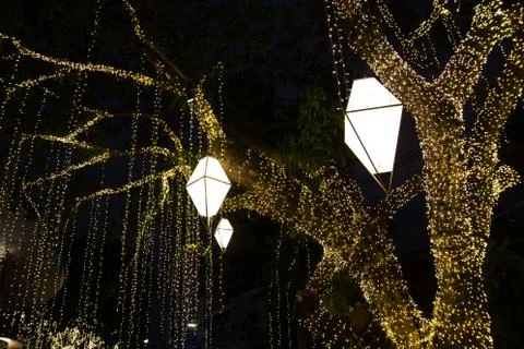 Cable of string led lights on tree in the garden at night time Photos