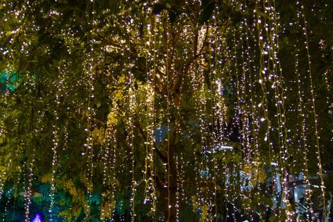 Cable of string led lights on tree in the garden at night time Stock-Fotos