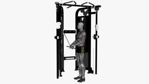 Cable triceps push down ez bar close grip exercise fitness workout animation Video stock 227560215