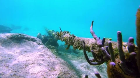 CABLE UNDERWATER WITH CORALS ON TOP OCEAN REEF CARIBBEAN SHALLOW WATER 스톡 동영상 84591206