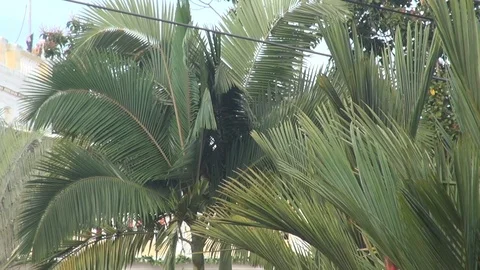 Cablecar going through trees Vídeos de archivo 103618820