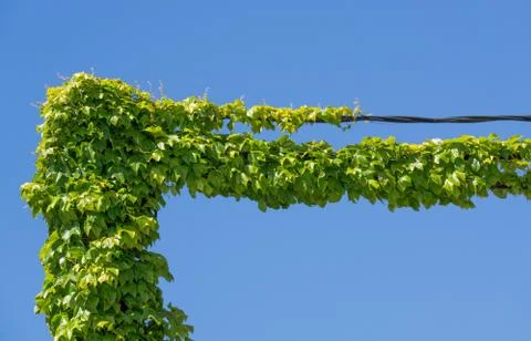 Cables and ivy Foto stock