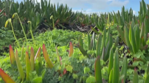 Cabo da Roca is a cape which forms the westernmost point Stock Footage 237341478