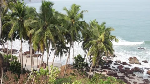 Cabo de rama palm tree beach view Stock Footage 241425516