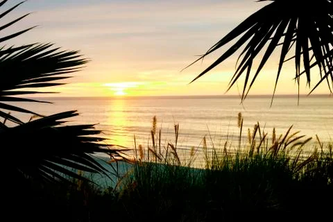 Cabo Palm Sunset 库存照片