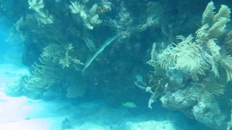 Cabo Pulmo Bay Stock Footage 24637021