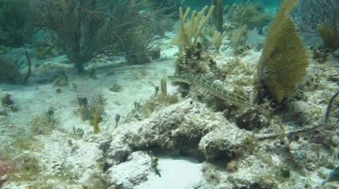 Cabo Pulmo Bay Stock Footage 24638588