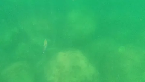 CABO PULMO BCS MEXICO-2022: Underwater Marine Life and Reef Ecosystem Stock Footage 204909632