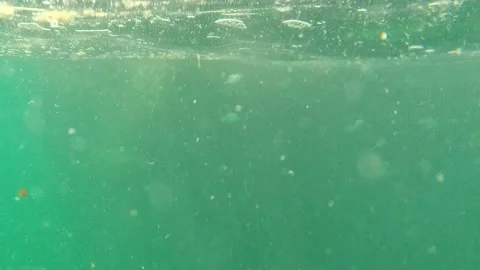 CABO PULMO BCS MEXICO-2022: Swimming in Seawater Stock Footage 204909741