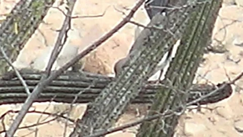 CABO PULMO BCS MEXICO-2023:A Bird Sitting On Top Of A Wooden Bench Stock Footage 245846558