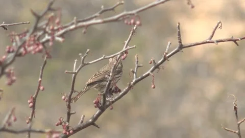 CABO PULMO BCS MEXICO-2023:A Small Bird Sitting On Top Of A Tree Branch Stock Footage 245847015