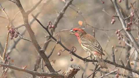 CABO PULMO BCS MEXICO-2023:A Bird Sitting On Top Of A Tree Branch Stock Footage 245847129