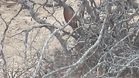 CABO PULMO BCS MEXICO-2023:A Bird That Is Sitting In A Tree Stock Footage 245847518