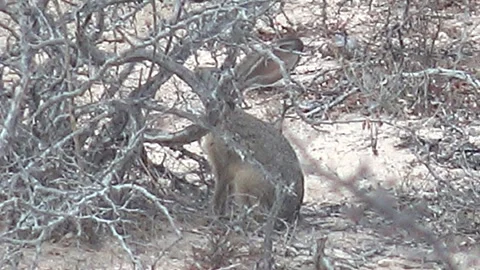 CABO PULMO BCS MEXICO-2023: Small Animal with Big Rabbit Ears Standing Near a Stock Footage 245847601